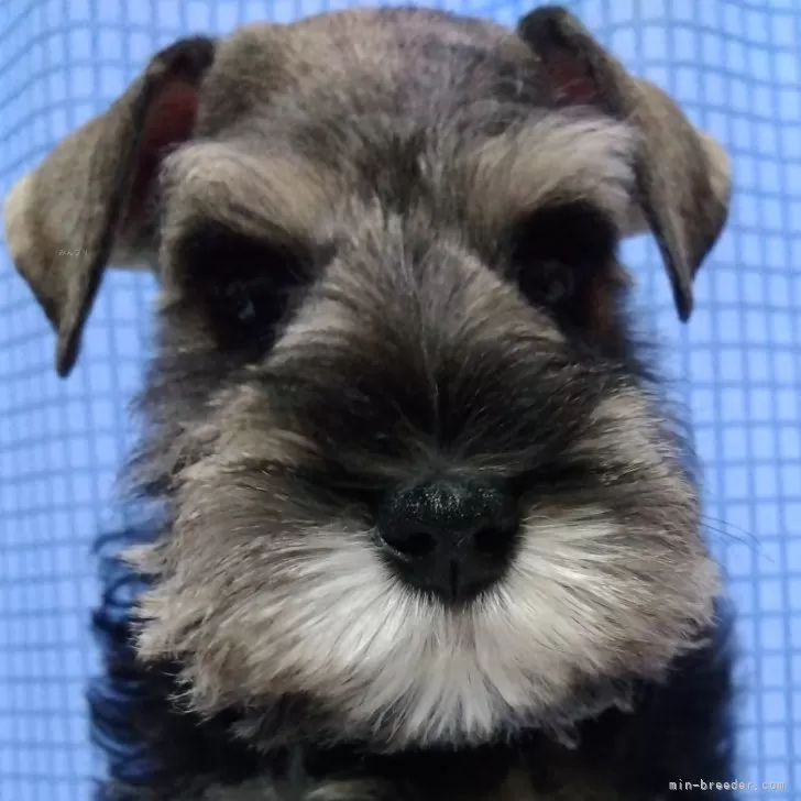 ID：2412-02035の子犬