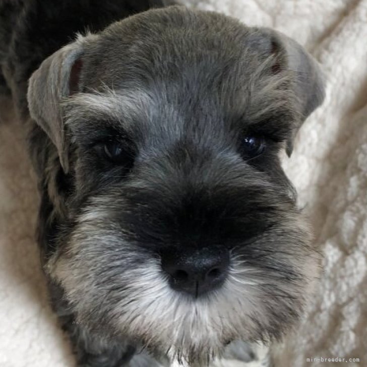 ブリーダー画像