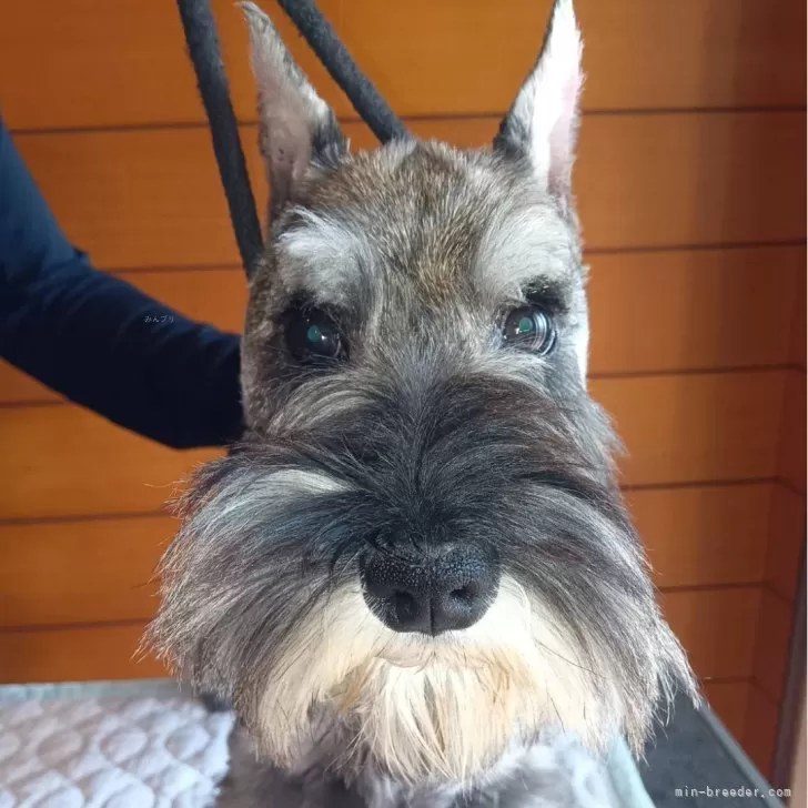 ID：2412-05929の子犬