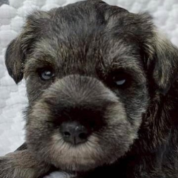 ミニチュアシュナウザー【長崎県・男の子・2025年10月6日・ソルト&ペッパー】の写真「健康診断後、受付開始！」