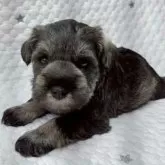 ミニチュアシュナウザー【長崎県・男の子・2025年10月6日・ソルト&ペッパー】の写真6