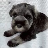 ミニチュアシュナウザー【長崎県・男の子・2025年10月6日・ソルト&ペッパー】の写真7