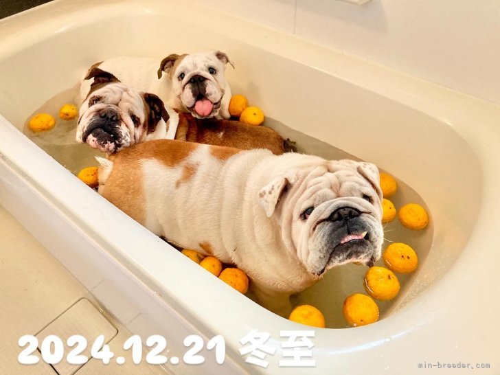 小吹裕未ブリーダーのブログ：犬舎のみんなで冬至🍊