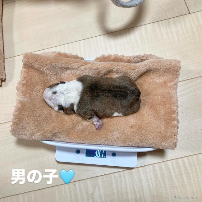 小吹裕未ブリーダーのブログ：昨日誕生した子たちの出生時の体重発表╰(*´︶`*)╯♡