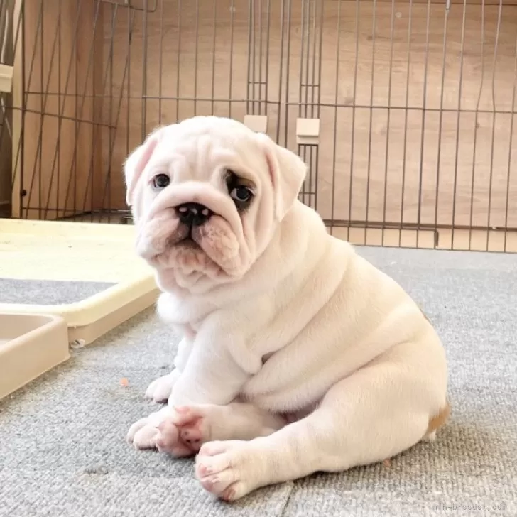 ID：2510-07541の子犬