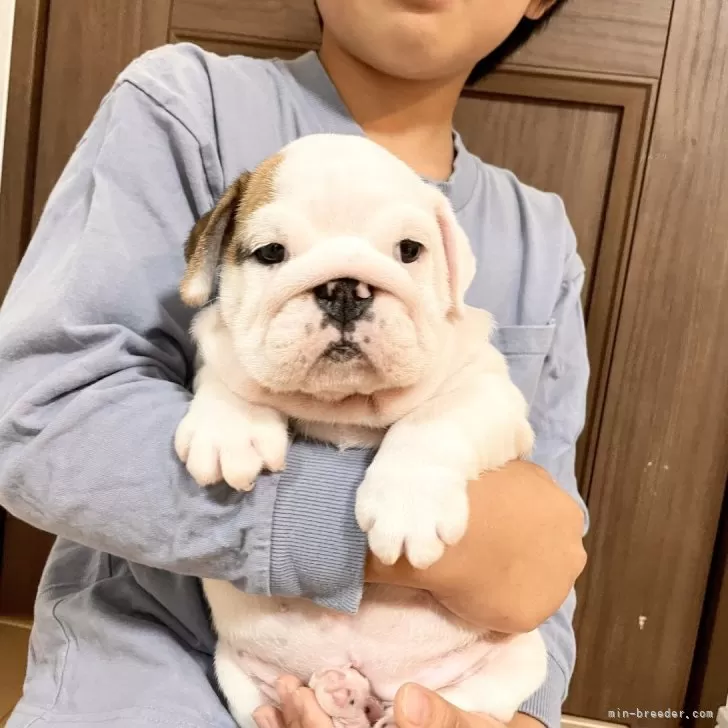 ブルドッグ【埼玉県・女の子・2025年9月4日・ホワイト&amp;レッド】の写真1「むちむちな女の子❤️」