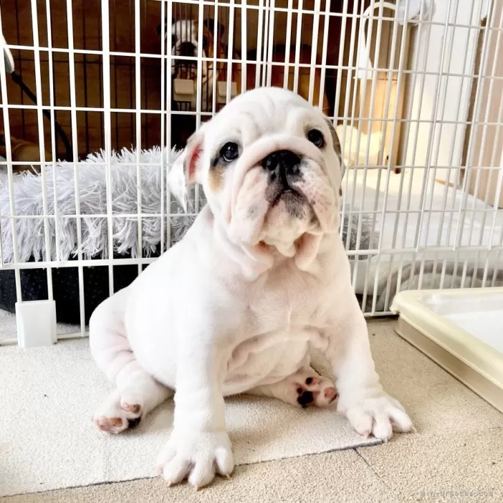 ID：2502-05547の子犬