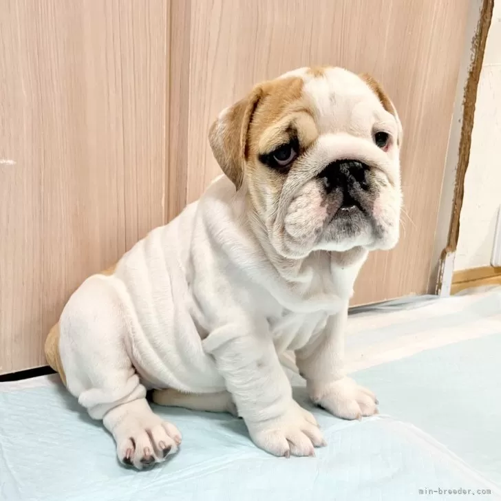 ID：2502-05551の子犬