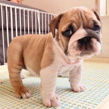 ブルドッグ【埼玉県・女の子・2025年1月8日・レッド&ホワイト】の写真「はっきりお顔のむちコロちゃん🐶」