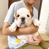 ブルドッグ