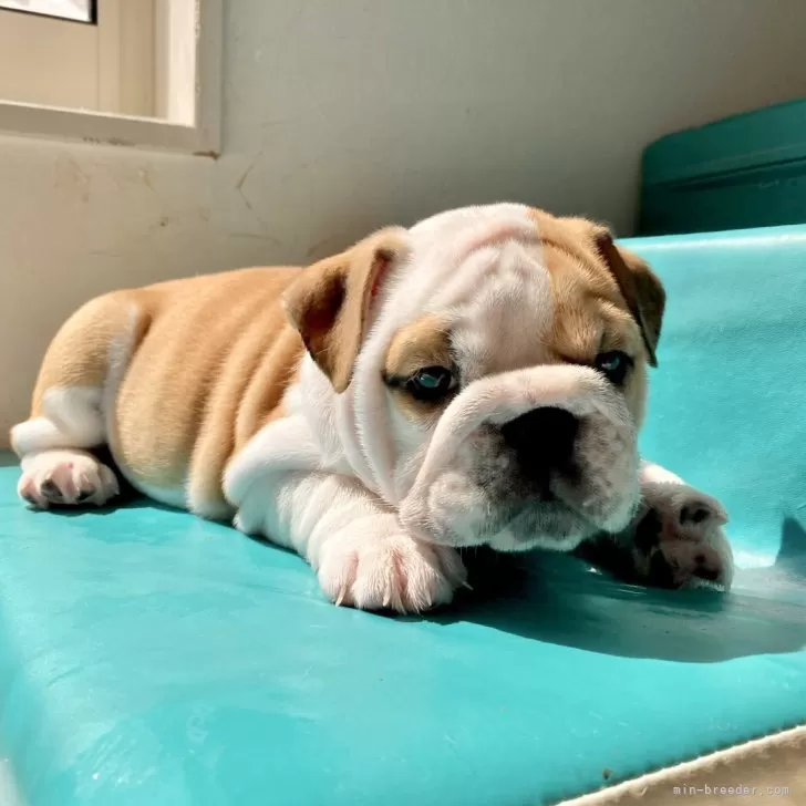 ID：2405-06818の子犬