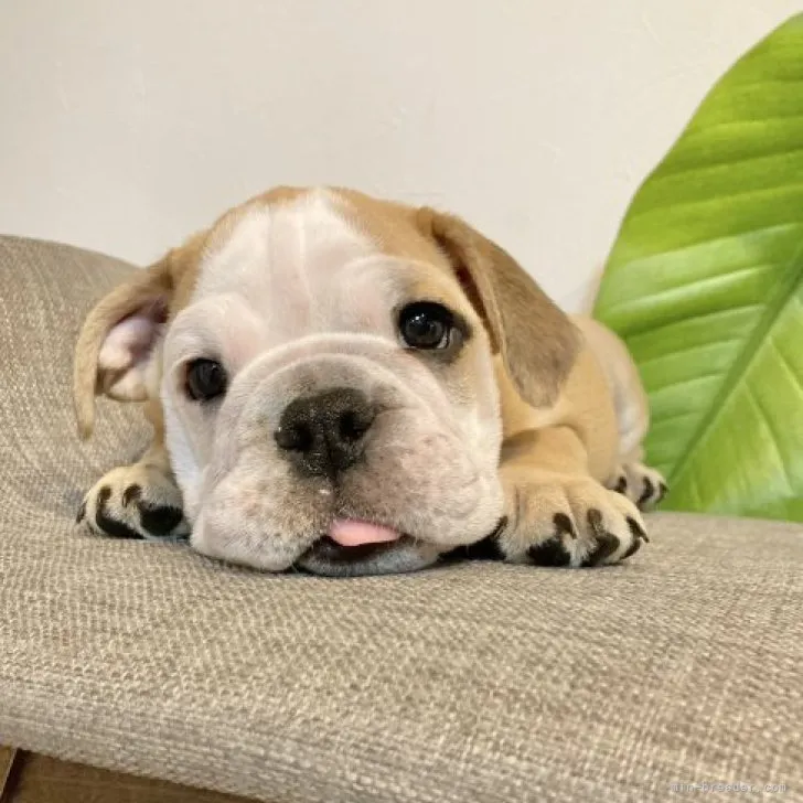 ID：2303-02806の子犬