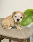 ブルドッグ【埼玉県・男の子・2022年12月24日・レッド&ホワイト】の写真3「頭に点の模様❤️」