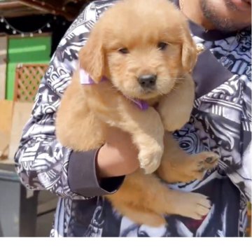 ゴールデンレトリバー【茨城県・女の子・2025年3月29日・ゴールド】の写真「お父さん似の濃いめのゴールドの美人さんです❤」