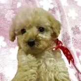 タイニープードル