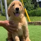 ゴールデンレトリバー【茨城県・女の子・2025年3月29日・ゴールド】の写真3
