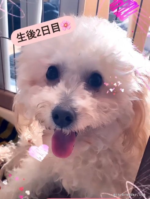 トイプードル【・女の子・2020年3月12日・アプリコット クリーム】