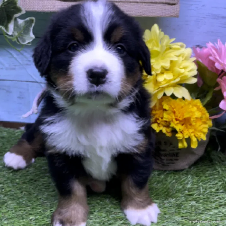 ID：2305-01691の子犬