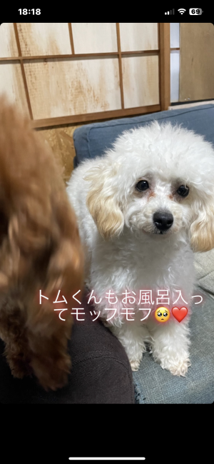 トイプードル【・男の子・2022年3月29日・クリーム】「もふもふトムくん🧸💕」