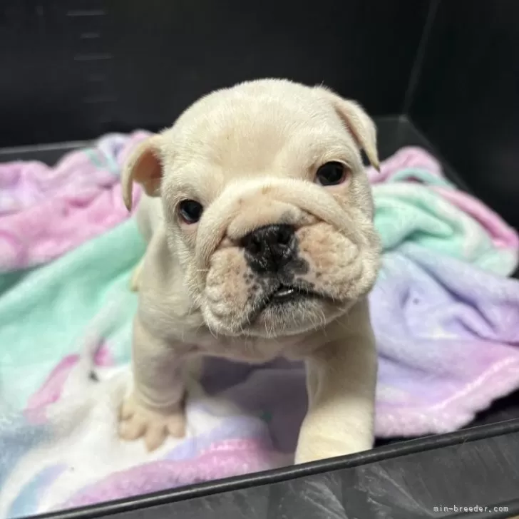 ID:2502-00935の子犬