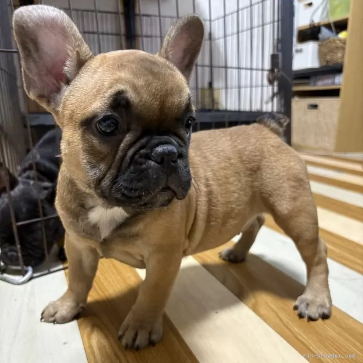 ID：2504-08118の子犬