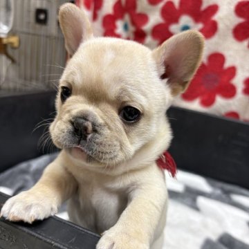 フレンチブルドッグ【岡山県・女の子・2025年10月27日・クリーム】の写真「ムチムチの女の子
健康診断(簡易)問題無し」