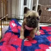 フレンチブルドッグ【岡山県・男の子・2024年12月13日・フォーン(レッド)】の写真1「健康診断問題なしの健康優良児。甘えん坊な男の子」