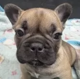 フレンチブルドッグ