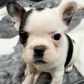 フレンチブルドッグ