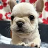 フレンチブルドッグ