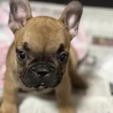 フレンチブルドッグ
