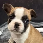 フレンチブルドッグ