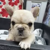 フレンチブルドッグ【岡山県・女の子・2025年10月27日・クリーム】の写真5