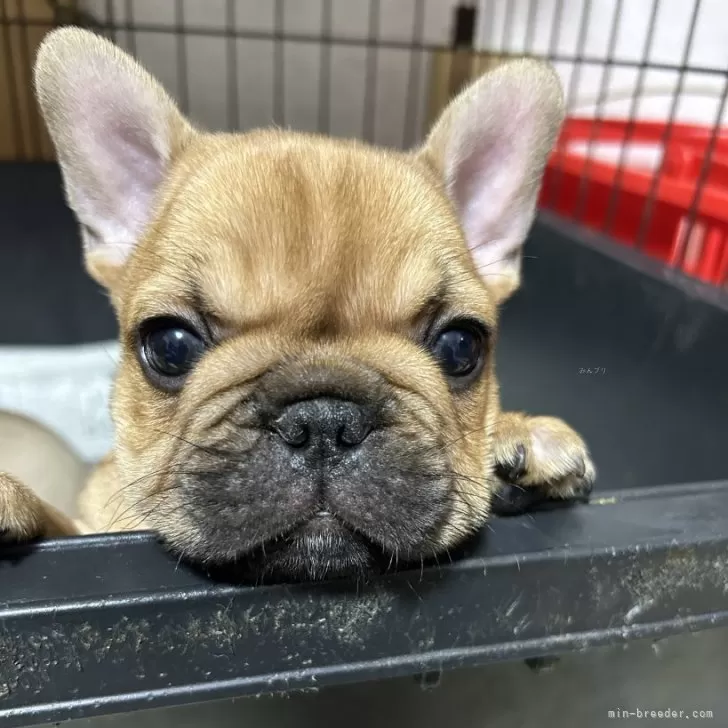 abc 様のお迎えした子犬