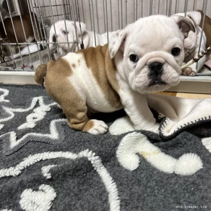 ID:2401-06207の子犬
