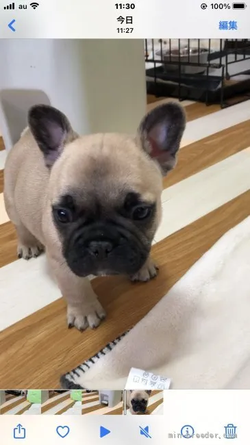 ID:2201-02910の子犬