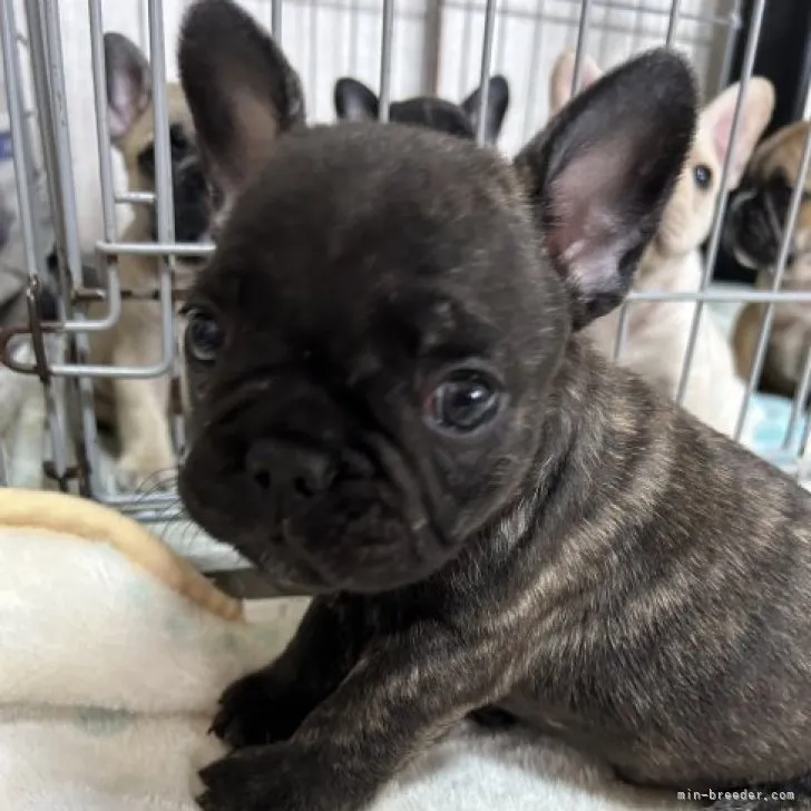 ID：2305-01147の子犬