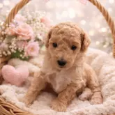 トイプードル(トイ)