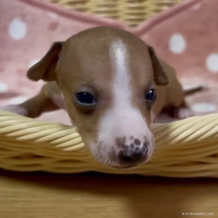 イタリアングレーハウンド【岩手県・男の子・2025年10月10日・レッドホワイト】の写真1