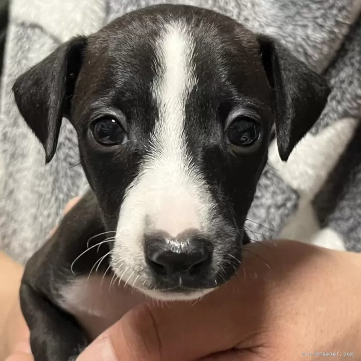 ID：2503-06027の子犬