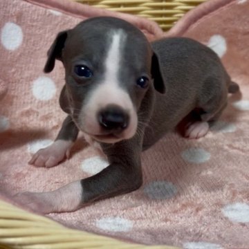 イタリアングレーハウンド【岩手県・女の子・2025年10月10日・ブルーホワイト】の写真「可愛いブルーの女の子」