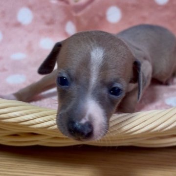 イタリアングレーハウンド【岩手県・女の子・2025年10月10日・フォーンホワイト】の写真「可愛いフォーンの女の子」