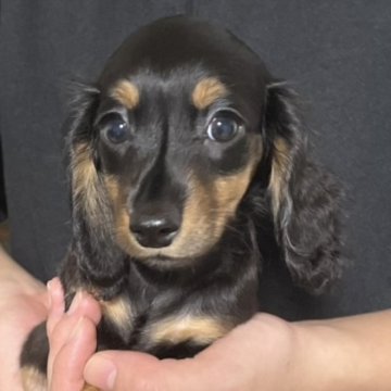 ミニチュアダックスフンド(ロング)【岩手県・女の子・2025年9月5日・ブラックタン】の写真「可愛いダックスの女の子♡」