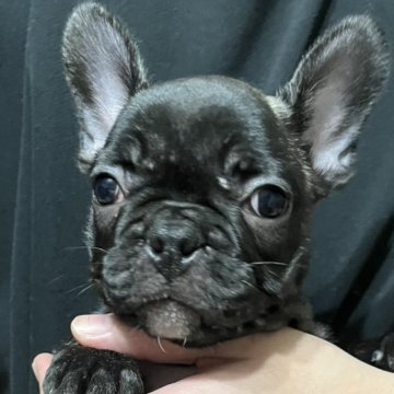 フレンチブルドッグ【岩手県・男の子・2025年9月20日・ブリンドル】の写真「人懐っこい可愛い男の子♡」