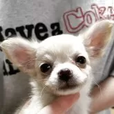チワワ(ロング)