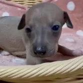 イタリアングレーハウンド