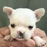 フレンチブルドッグ