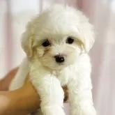 マルチーズ