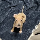 イタリアングレーハウンド