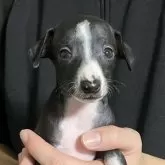 イタリアングレーハウンド【岩手県・女の子・2025年10月10日・シールホワイト】の写真1